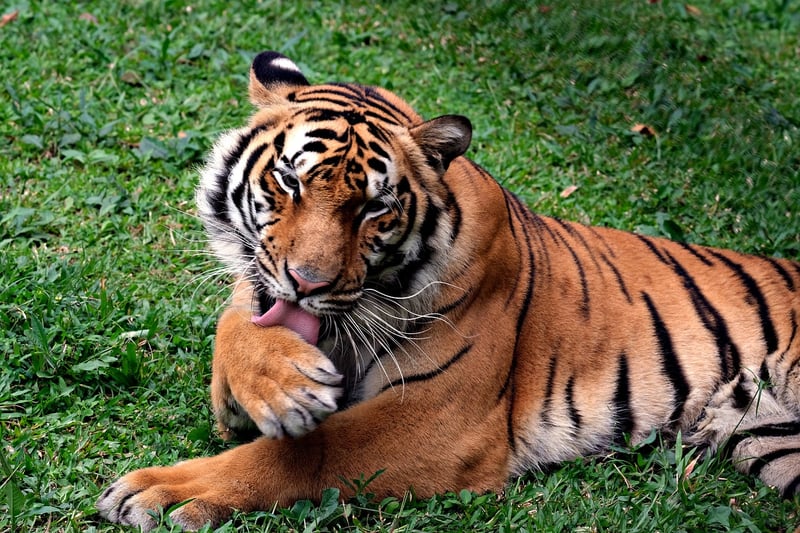 Bengal Tiger in the Jungle
